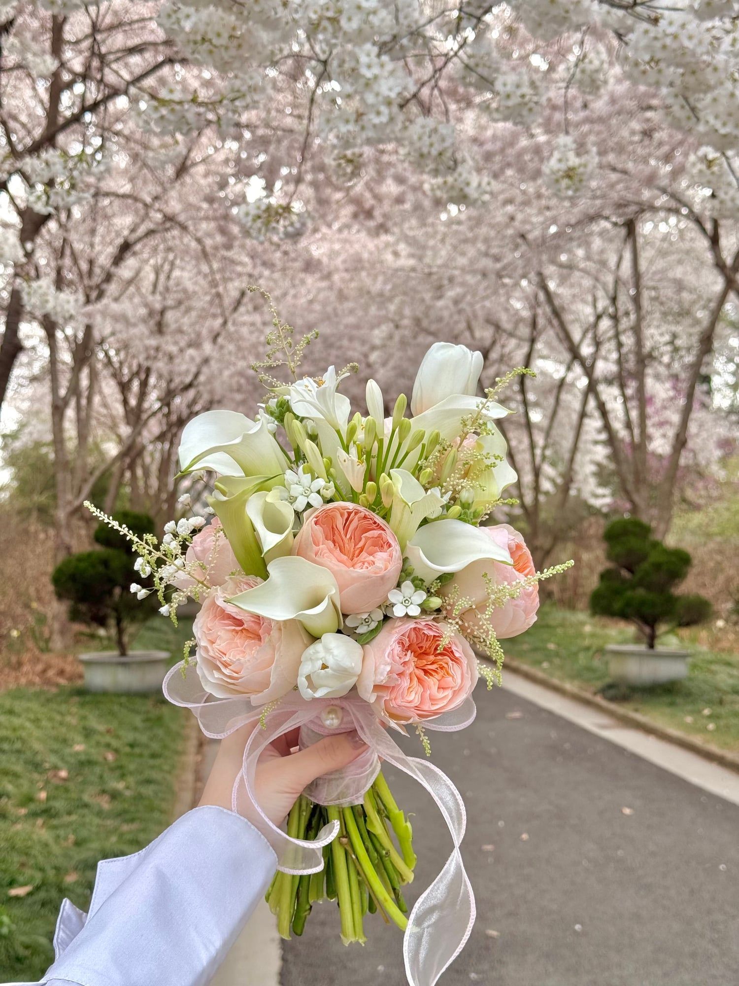 Sakura Whisper — view 4